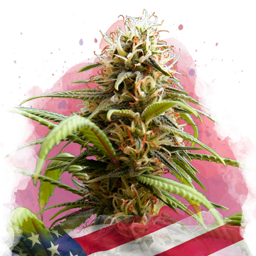 Bruce Banner Feminized