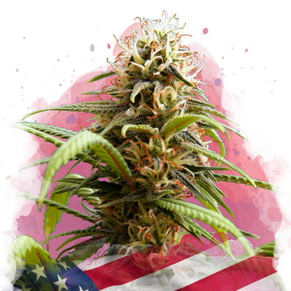Bruce Banner Feminized