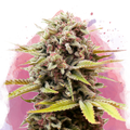 Bubblelicious Feminized - Nirvana USA