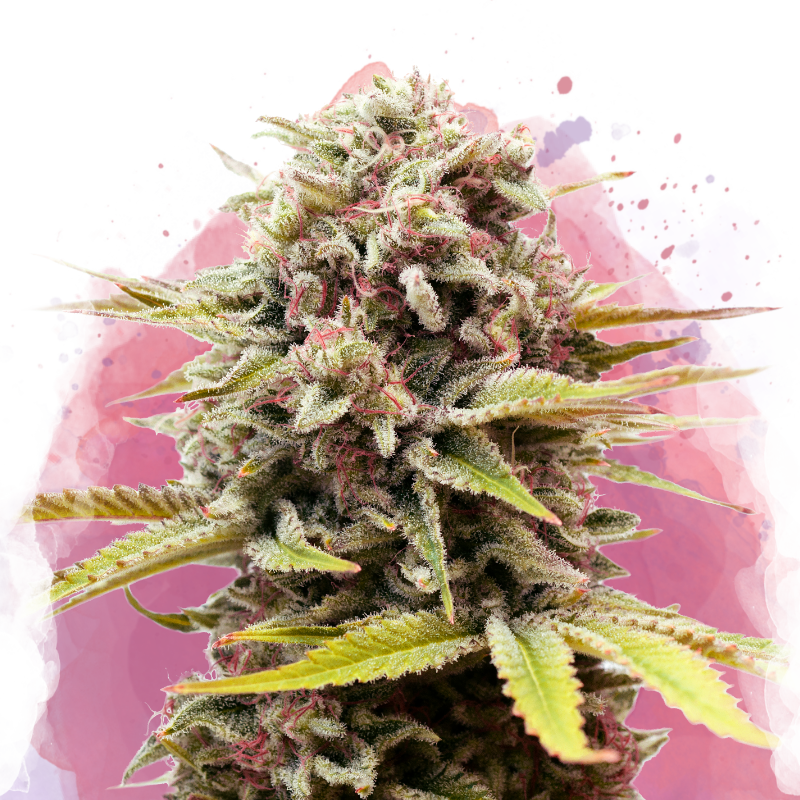 Bubblelicious Feminized - Nirvana USA