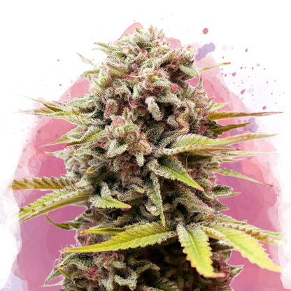 Bubblelicious Feminized - Nirvana USA