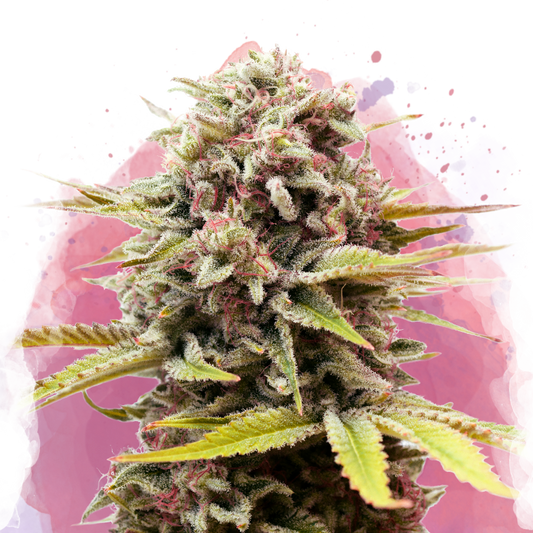 Bubblelicious Feminized - Nirvana USA