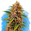 Bubblelicious Regular