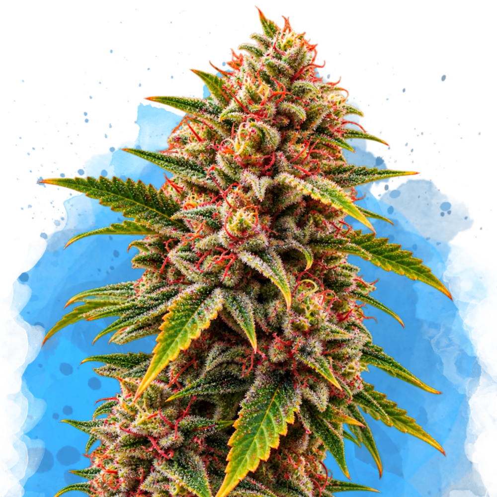 Bubblelicious Regular