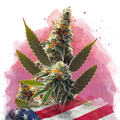 California Orange Bud Feminized