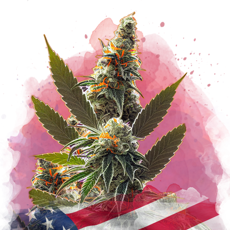 California Orange Bud Feminized