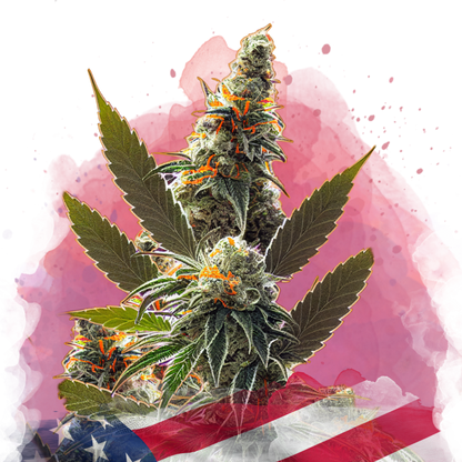 California Orange Bud Feminized