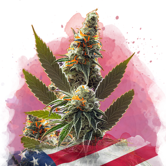 California Orange Bud Feminized