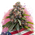 Candy Kush Feminized - Nirvana USA