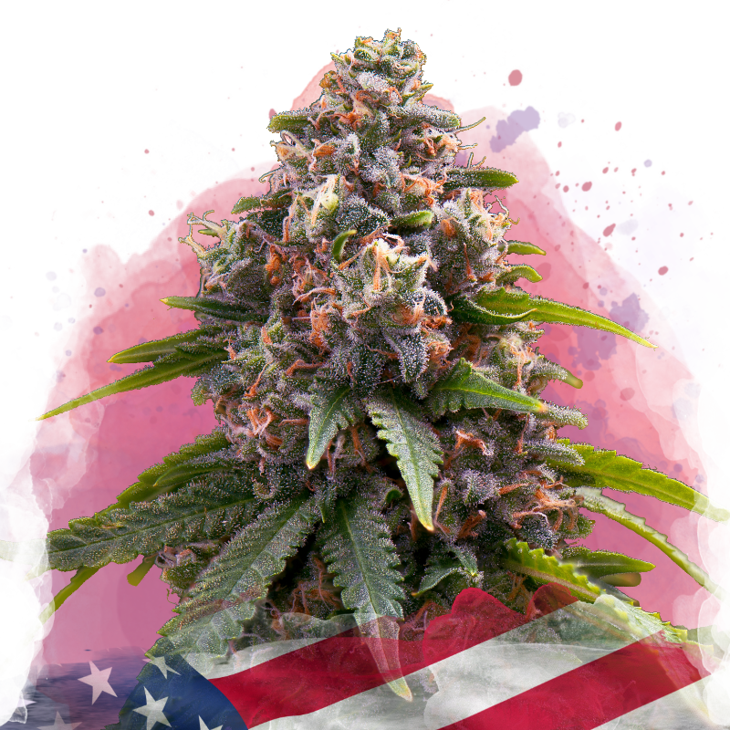 Candy Kush Feminized - Nirvana USA