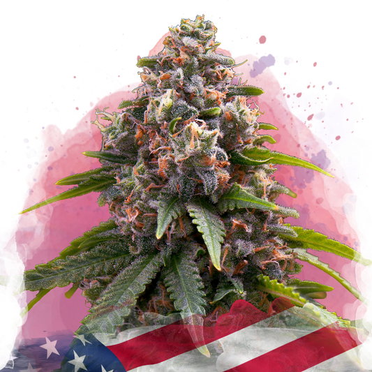 Candy Kush Feminized - Nirvana USA