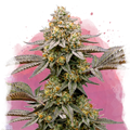 Cereal Milk Feminized - Nirvana USA