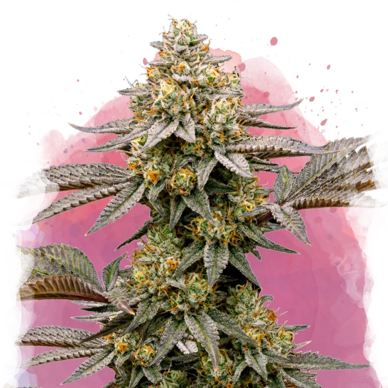 Cereal Milk Feminized - Nirvana USA