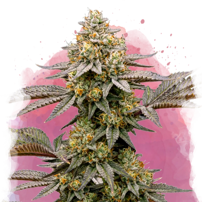 Cereal Milk Feminized - Nirvana USA