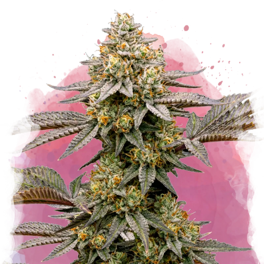 Cereal Milk Feminized - Nirvana USA