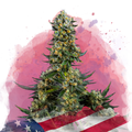Chemdog Feminized