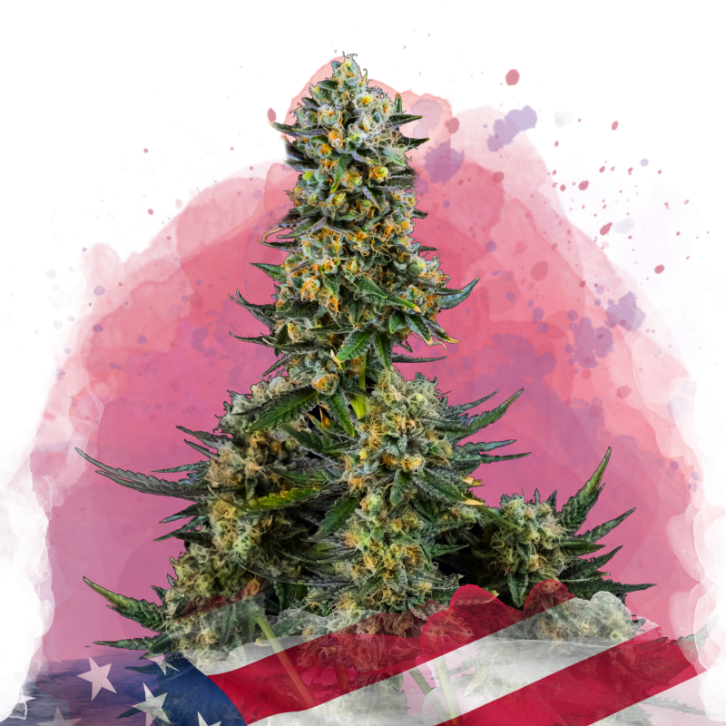 Chemdog Feminized