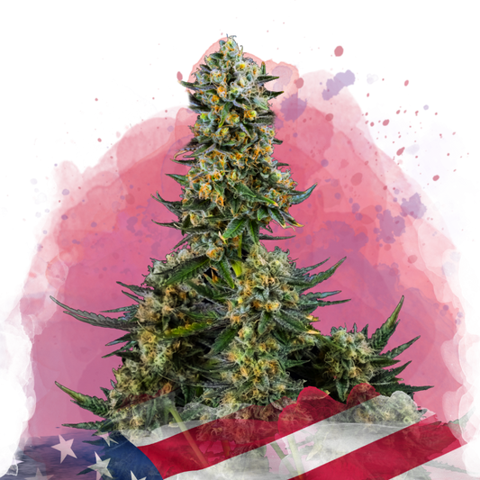 Chemdog Feminized
