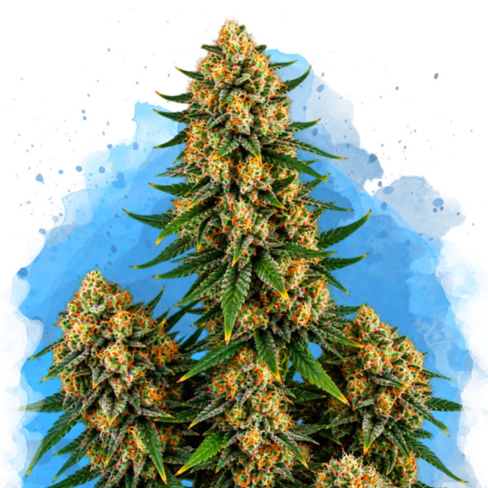 Chemdog Regular
