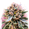 Cherry Blossom v2 CBD Feminized - Nirvana USA