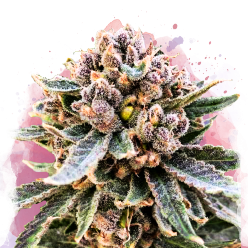 Cherry Blossom v2 CBD Feminized - Nirvana USA