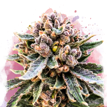 Cherry Blossom v2 CBD Feminized - Nirvana USA