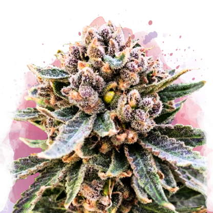 Cherry Blossom v2 CBD Feminized - Nirvana USA