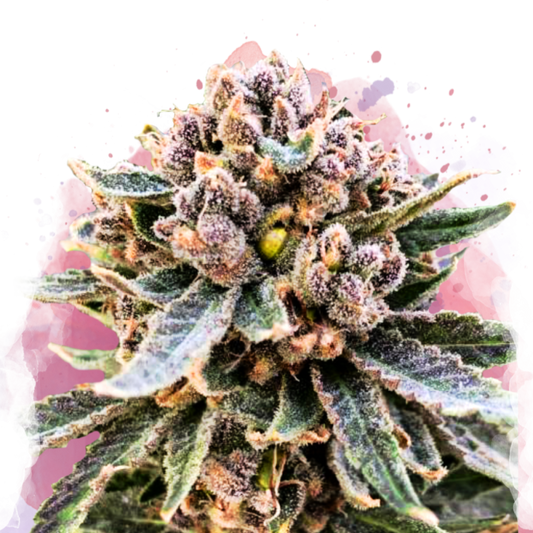 Cherry Blossom v2 CBD Feminized - Nirvana USA