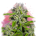 Cherry Wine v2 CBD Feminized - Nirvana USA