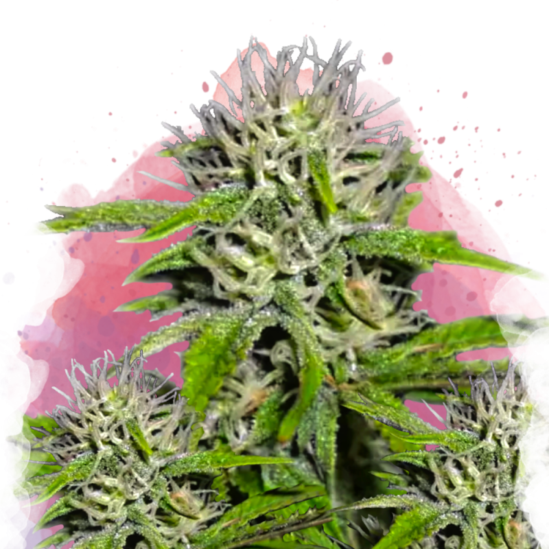 Cherry Wine v2 CBD Feminized - Nirvana USA