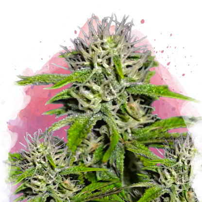 Cherry Wine v2 CBD Feminized - Nirvana USA