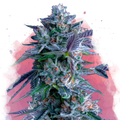 Chocolope Feminized - Nirvana USA