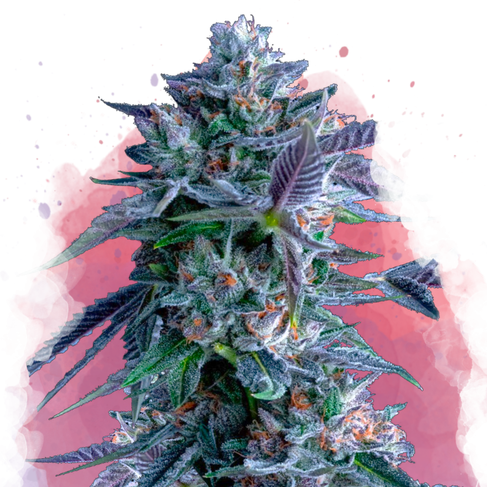 Chocolope Feminized - Nirvana USA
