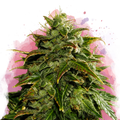 Cookies & Cream Feminized - Nirvana USA
