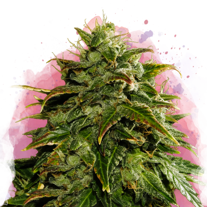 Cookies & Cream Feminized - Nirvana USA