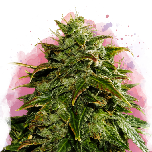 Cookies & Cream Feminized - Nirvana USA
