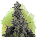 Critical Autoflower - Nirvana USA