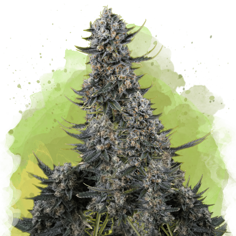 Critical Autoflower - Nirvana USA