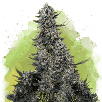 Critical Autoflower - Nirvana USA