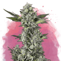 Critical Feminized - Nirvana USA