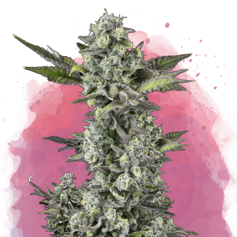 Critical Feminized - Nirvana USA