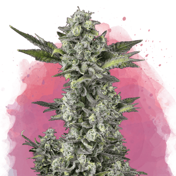 Critical Feminized - Nirvana USA
