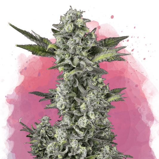 Critical Feminized - Nirvana USA