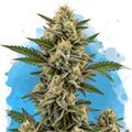 Critical Regular