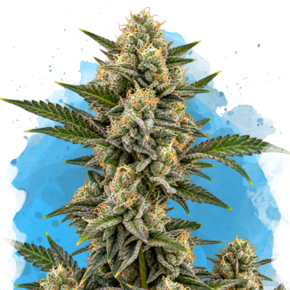 Critical Regular