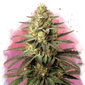 Do Si Dos Feminized - Nirvana USA