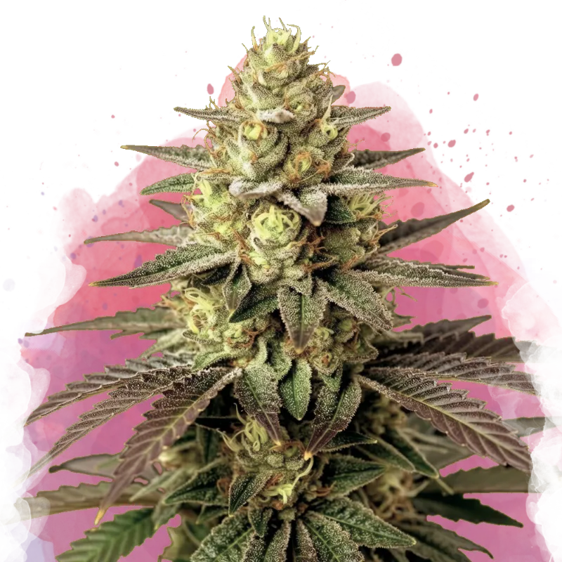 Do Si Dos Feminized - Nirvana USA