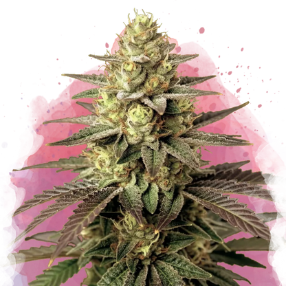 Do Si Dos Feminized - Nirvana USA