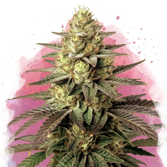 Do Si Dos Feminized - Nirvana USA
