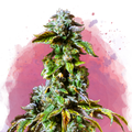 Durban Poison Feminized - Nirvana USA